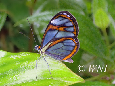 Agnosia Glasswing (Ithomia agnosia)